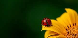 Ile kosztuje słupek do ogrodzenia?