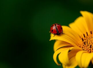 Ile kosztuje słupek do ogrodzenia?