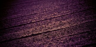 Jak zmusić sąsiada do przycięcia gałęzi?