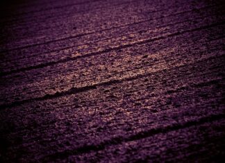 Jak zmusić sąsiada do przycięcia gałęzi?