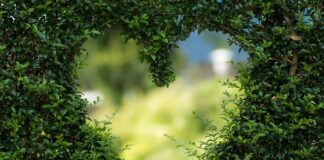 Jak samemu urządzić ogród?