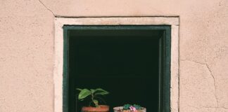 Czy można podlewać pomidory w słońcu?