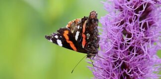 Jaka kara grozi za wycięcie drzewa?