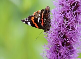 Jaka kara grozi za wycięcie drzewa? Jaka kara grozi za wycięcie drzewa?