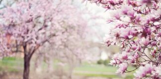 Czy Magnolia może rosnąć przy tujach?