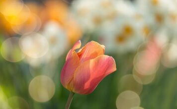 Jak komponować rośliny w ogrodzie?