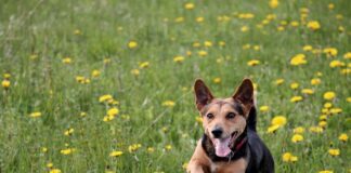 Czy na wylewka pod garaż blaszany pozwolenie?