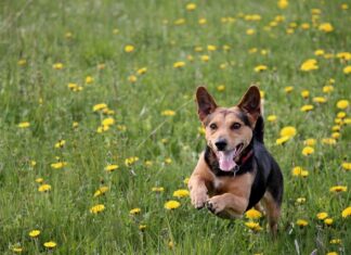 Czy na wylewka pod garaż blaszany pozwolenie? Czy na wylewka pod garaż blaszany pozwolenie?
