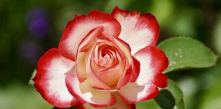 Czy Ogrodnictwo jest opłacalne?