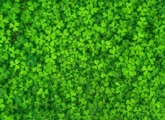 Dlaczego na trawniku rośnie koniczyna?