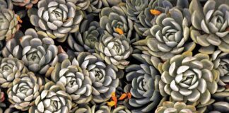 Które byliny kwitną najdłużej?