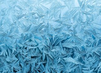 Czy pory i selery boją się mrozu? Czy pory i selery boją się mrozu?