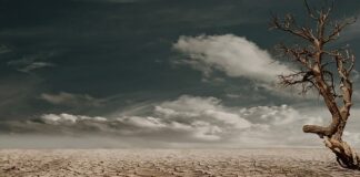 Co rośnie na słabej glebie?