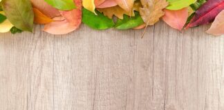 Czy można postawić wiatę przy granicy działki?