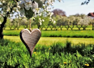 Jakie drzewka przy chodniku?