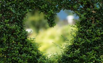 Jak zrobić piękny ogród na działce?