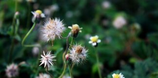 Czy dzieci dziedziczą działkę ROD?