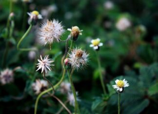 Czy dzieci dziedziczą działkę ROD?