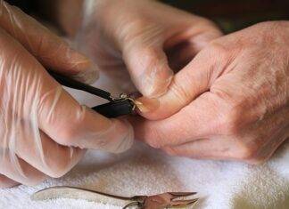 Czy mogę obciąć gałęzie drzewa sąsiada?