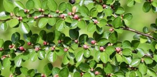 Czy irga szybko rośnie?