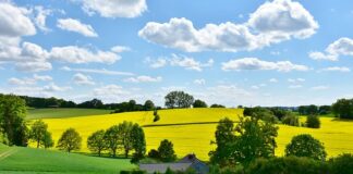 Do kogo należy pas zieleni?