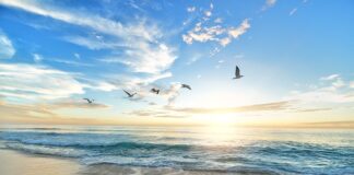 Czym obsadzić Brzeg?