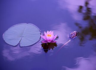 Co rośnie obok stawu?