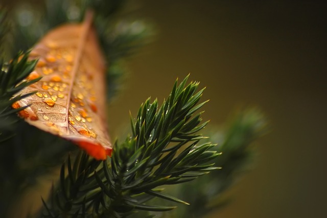 Czy tuje lubią mokro? Czy tuje lubią mokro?