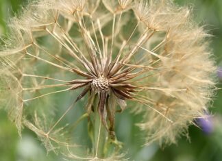 Co zrobić z liśćmi z drzew sąsiada?