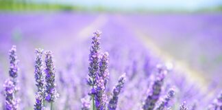 Z czym łączyć lawenda na rabacie?