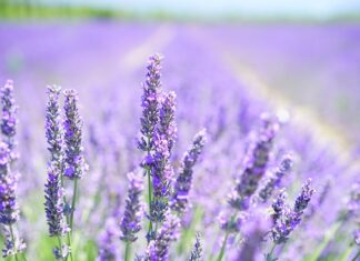 Z czym łączyć lawenda na rabacie? Z czym łączyć lawenda na rabacie?