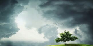 Jak się robi zielony dach?