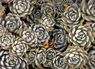 Czy można sadzić byliny w lipcu? Czy można sadzić byliny w lipcu?