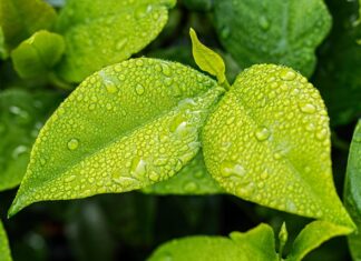 Co można robić po ogrodnictwie?