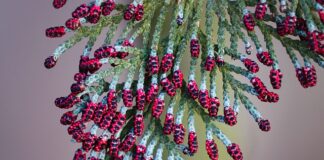 Co zamiast tui przy płocie?