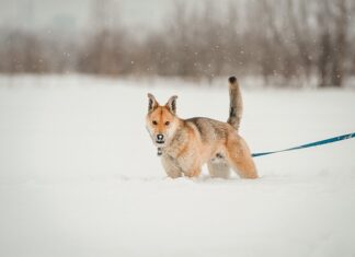Co kupić na Dzień Psa?