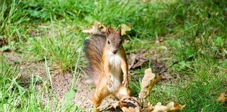Co zrobić ze starymi orzechami włoskimi?