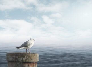 Jak uspokoić psa który się boi?