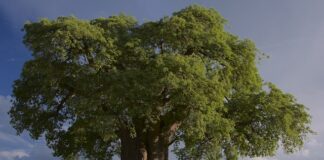 Czy baobab jest Sukulentem?