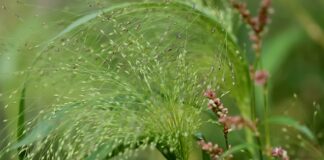 Skąd pochodzi nazwa bakalie?