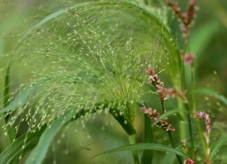 Skąd pochodzi nazwa bakalie?