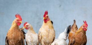 Jak można nazwać małego psa?