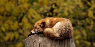 Co zamiast czerwonego barwnika spożywczego?