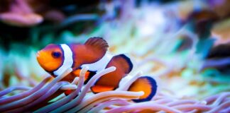 Jakiej rasy jest Nemo?