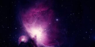 Jak długo trwa nauka sikania psa?