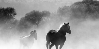 Czy można palić sam aromat?