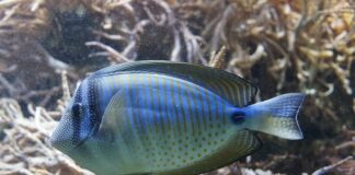 Czy akwarystyka jest trudna?