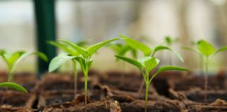 Jak zrobić sadzonki orzecha?