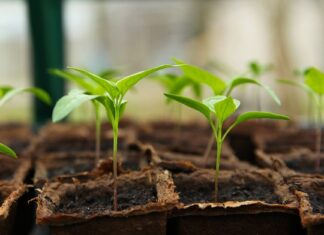 Jak zrobić sadzonki orzecha?