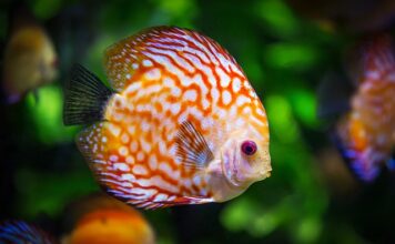 Jak ładnie urządzić akwarium?